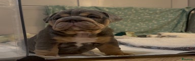 English Bulldog Puppy 4