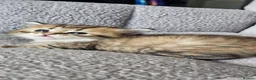 Siberian cats for sale: Purebred Siberian Kittens Indoor/Catio only - Advert 11