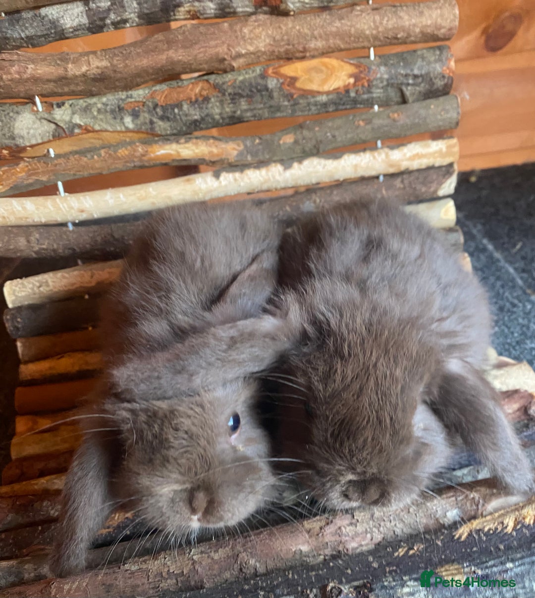 Mini Lop rabbits for sale: Mini Lop  - Image 2