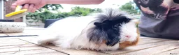 Guinea Pig rodents for sale: Female Guinea Pig  - Advert 2