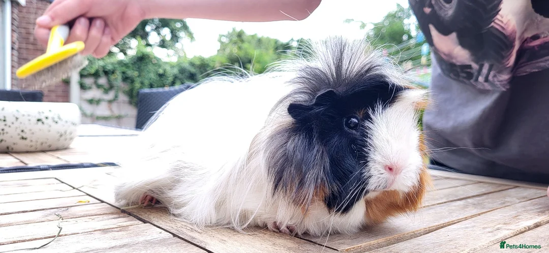 Guinea Pig rodents for sale: Female Guinea Pig  - Advert 2