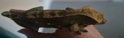 Gecko reptiles for sale: 2 year old crested gecko  - Advert 5
