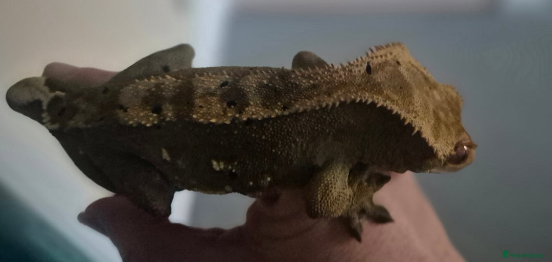Gecko reptiles for sale: 2 year old crested gecko  - Advert 5