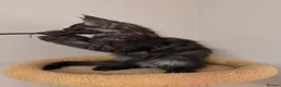Maine Coon cats for sale: PROUDLY LICENSED, FULLY REGISTERED CATTERY!!  - Advert 19