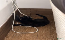 Mixed Breed cats for sale: Cat for sale  - Image 3