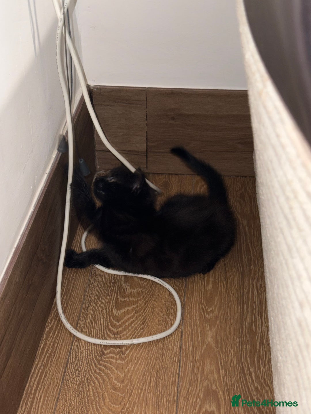 Mixed Breed cats for sale: Cat for sale  - Image 3