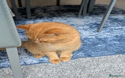 British Shorthair cats for sale: Beautiful ginger male cat  - Image 3