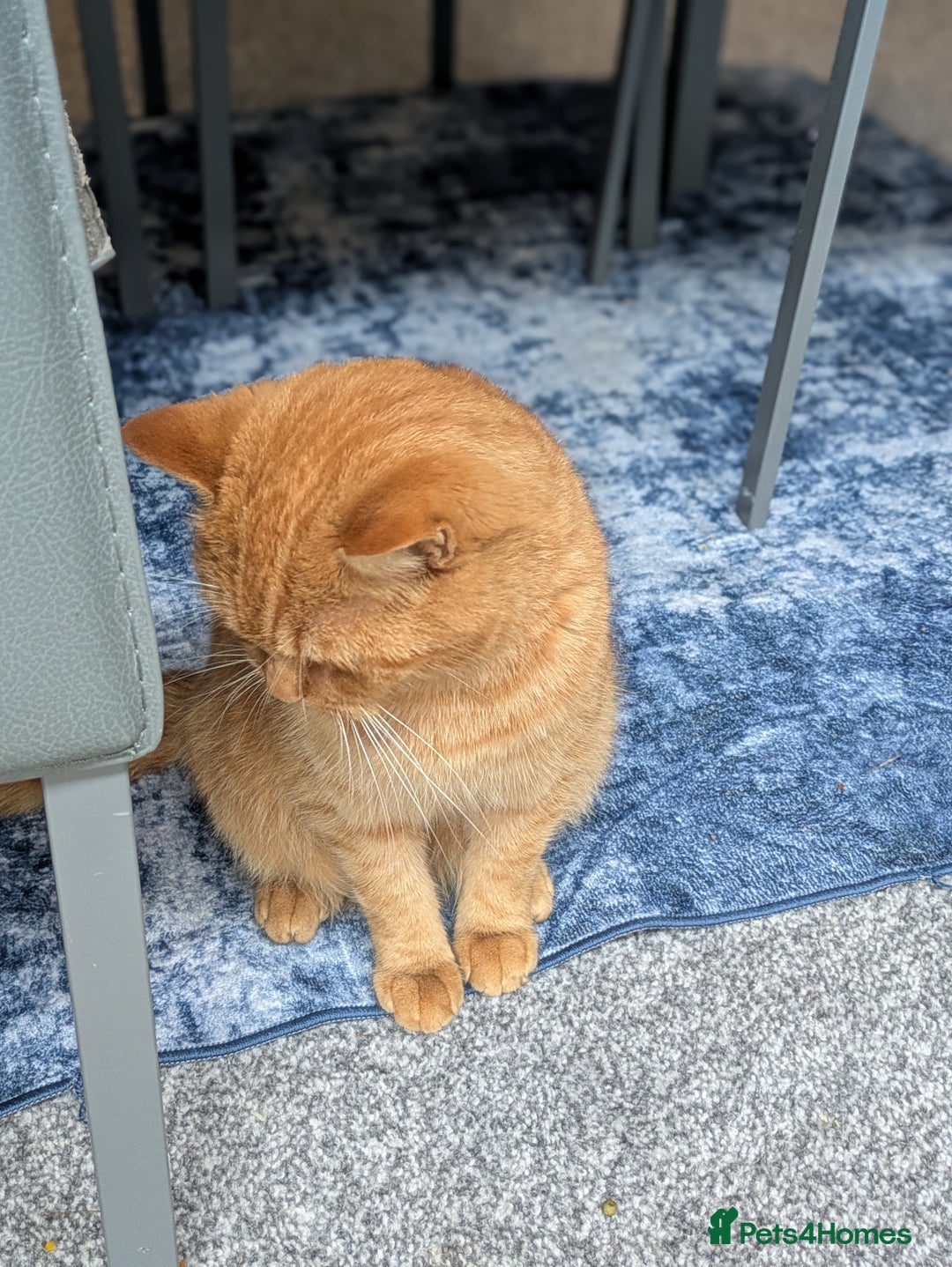 British Shorthair cats for sale: Beautiful ginger male cat  - Image 3
