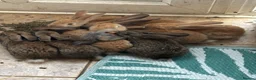 Continental Giant rabbits for sale: Giant continental x French lop - Advert 3