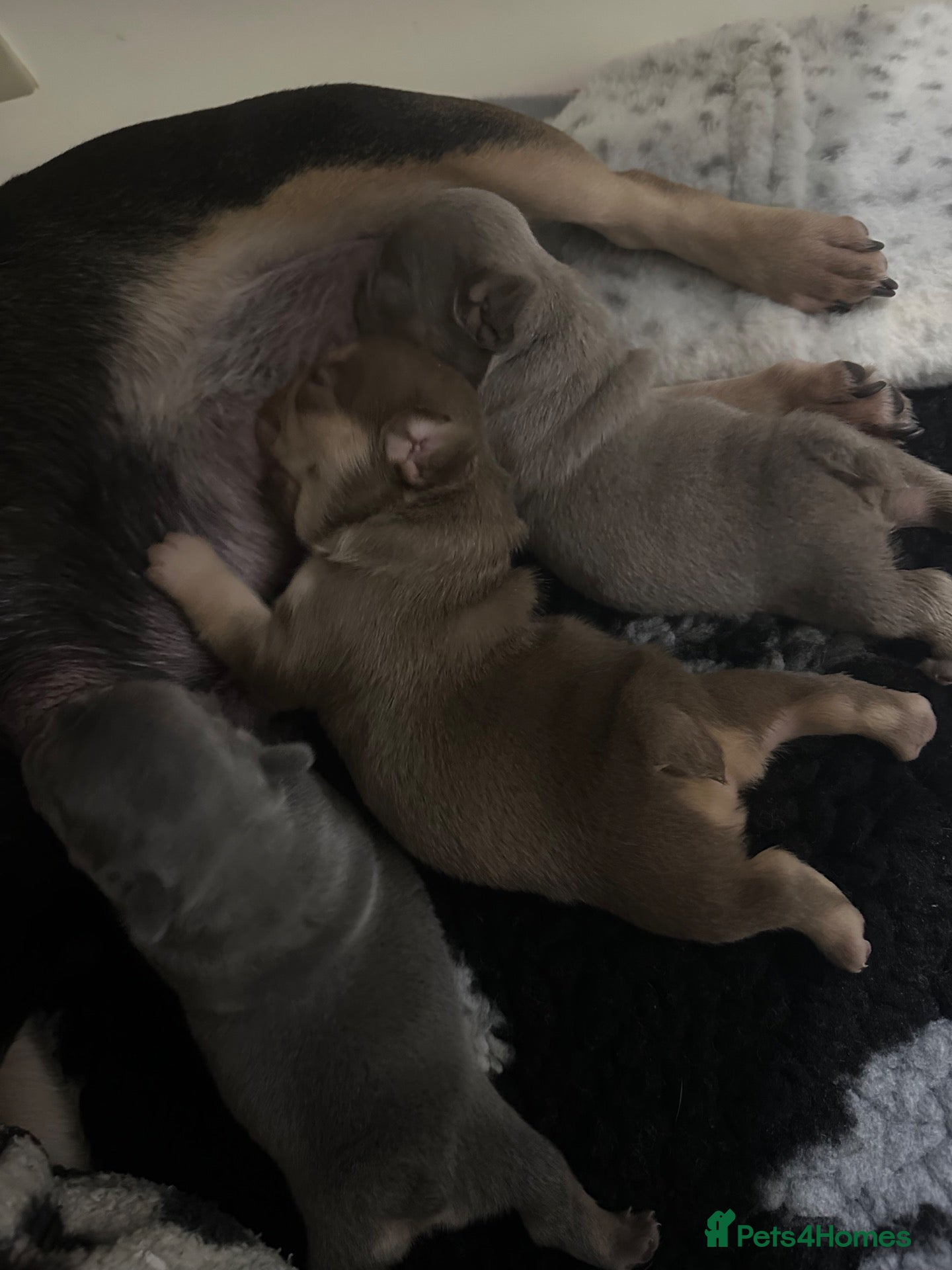 French Bulldog dogs 2 stunning boys left  - Advert 2
