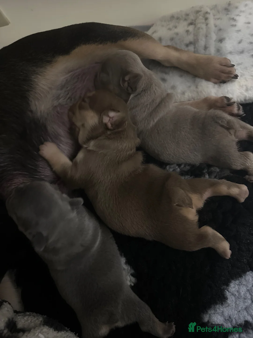 French Bulldog dogs for sale: 2 stunning boys left  in Newcastle upon Tyne - Advert 1