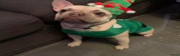 French Bulldog dogs for stud: Kc reg rare markings in Peterborough - Advert 7