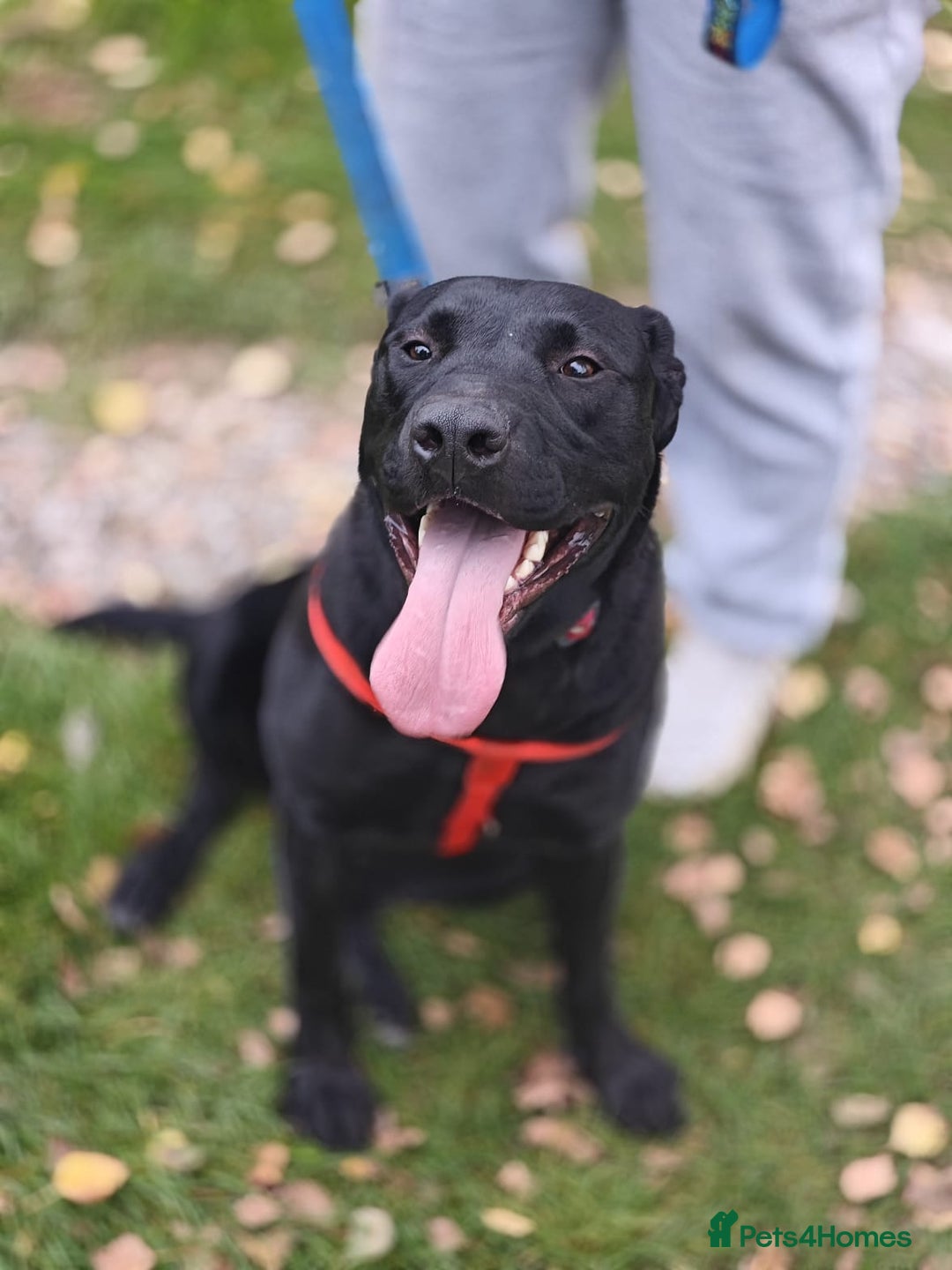 Mixed Breed dogs for adoption: 💖🐶 NICOL 🐶💖 - Image 21
