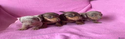 Miniature Dachshund dogs for sale: Quality Miniature Dachshund Puppies - Advert 2
