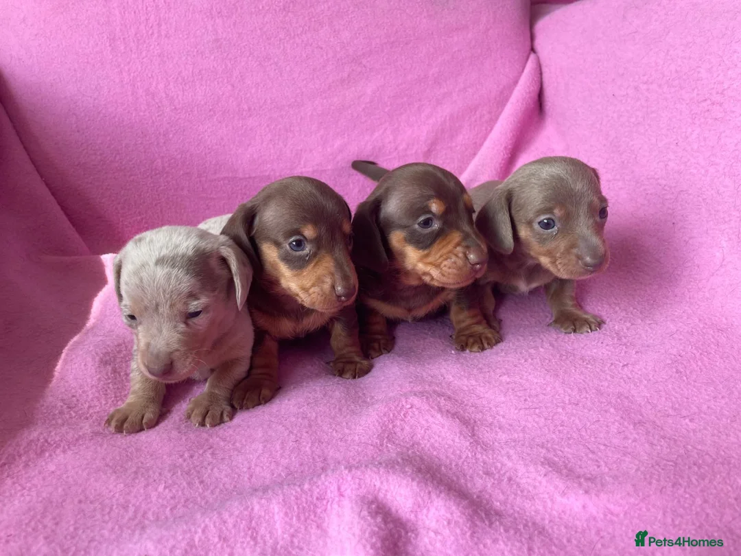 Miniature Dachshund dogs for sale: Quality Miniature Dachshund Puppies - Advert 2