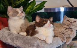 British Shorthair cats for sale: Pure bsh kittens from DNA & genetic tested parents - Image 17