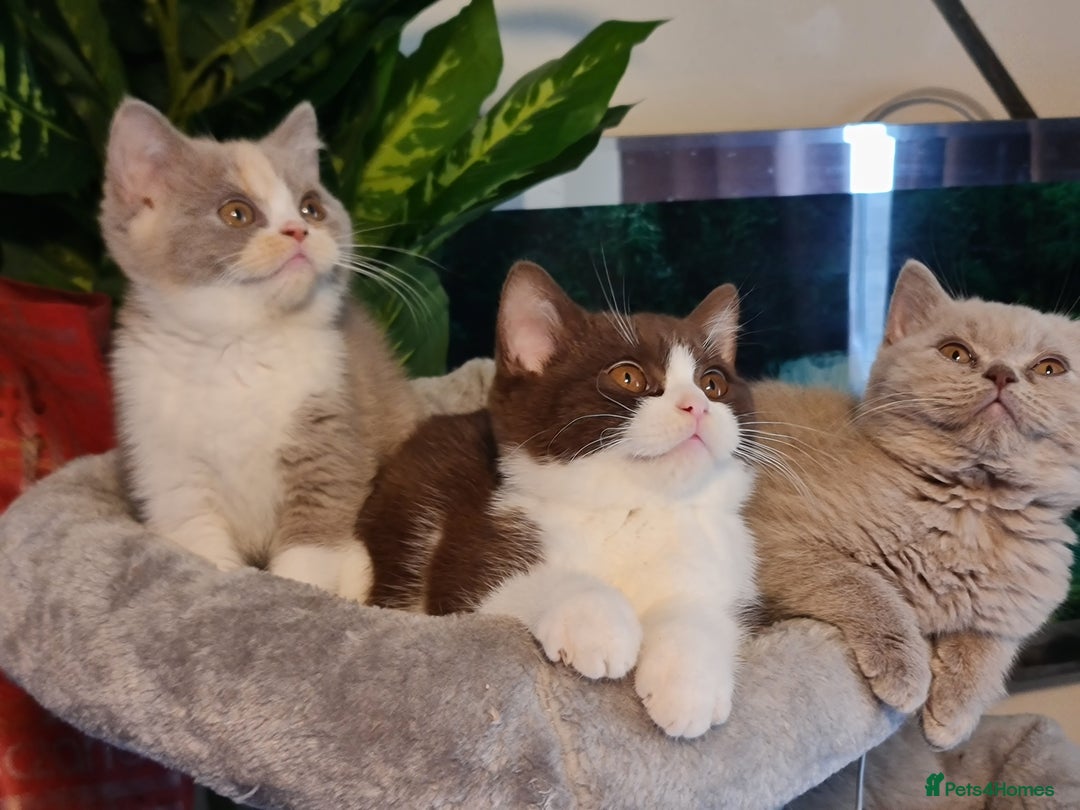 British Shorthair cats for sale: Pure bsh kittens from DNA & genetic tested parents - Image 17