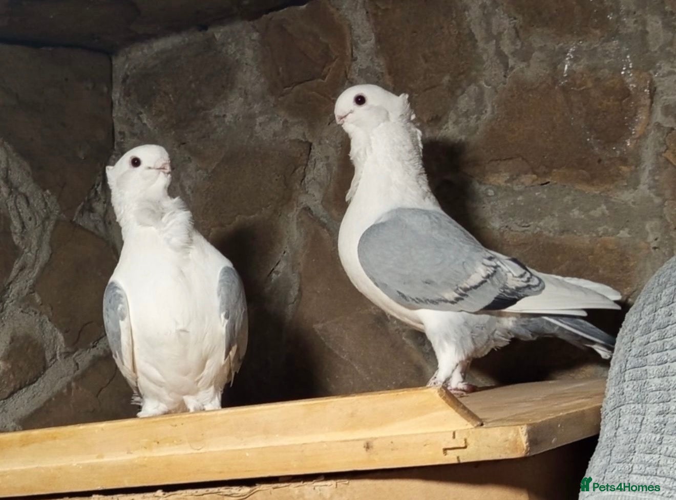 Pigeons birds Beautiful Vaccinated Breeding Pigeons ready to go - Advert 1
