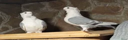Pigeons birds for sale: Premium Breeding Pigeons Top Quality Pairs Availab - Advert 7