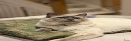 Ragdoll cats for stud: Blue point ragdoll stud  - Advert 3