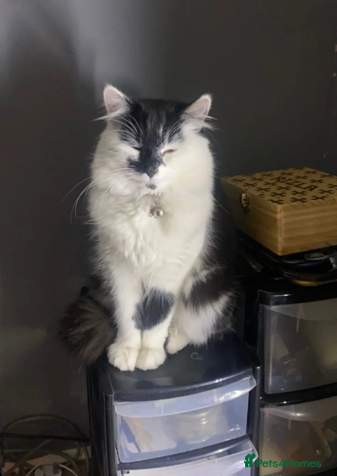 Mixed Breed cats for sale: Four beautiful kittens  - Advert 1