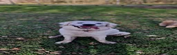 Golden Retriever dogs for stud: XL Old English Cream Golden Retriever STUD - Advert 14