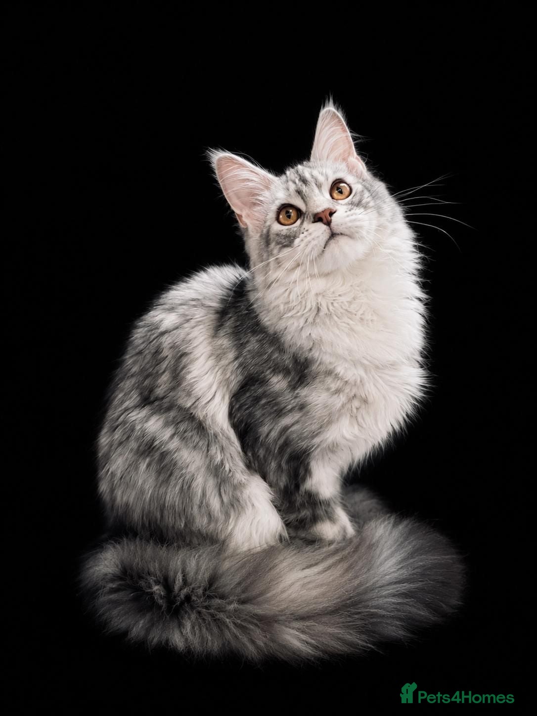 Maine Coon cats Beautiful Maine Coon girl TICA REG - Advert 1