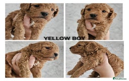Mini Goldendoodle dogs for sale: Toy Golden Doodles ~ Mini, Loving & Hypoallergenic - Image 2