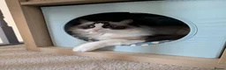 Ragdoll cats for sale: Adult ragdoll male - Advert 10