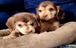 Cocker Spaniel dogs for sale: Show type cocker spaniel puppies  - Image 10