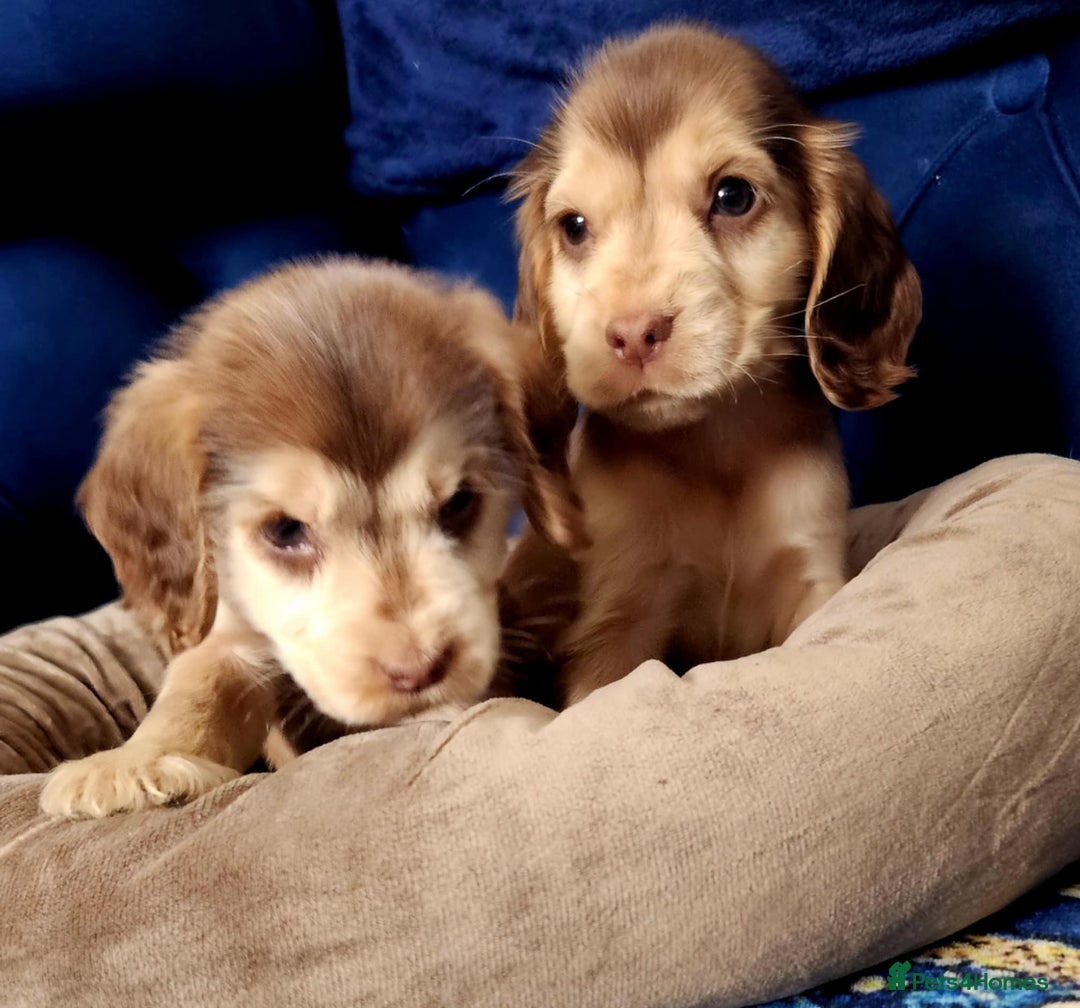 Cocker Spaniel dogs for sale: Show type cocker spaniel puppies  - Image 10