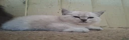British Shorthair cats for sale: British shorthair kittens - Advert 7