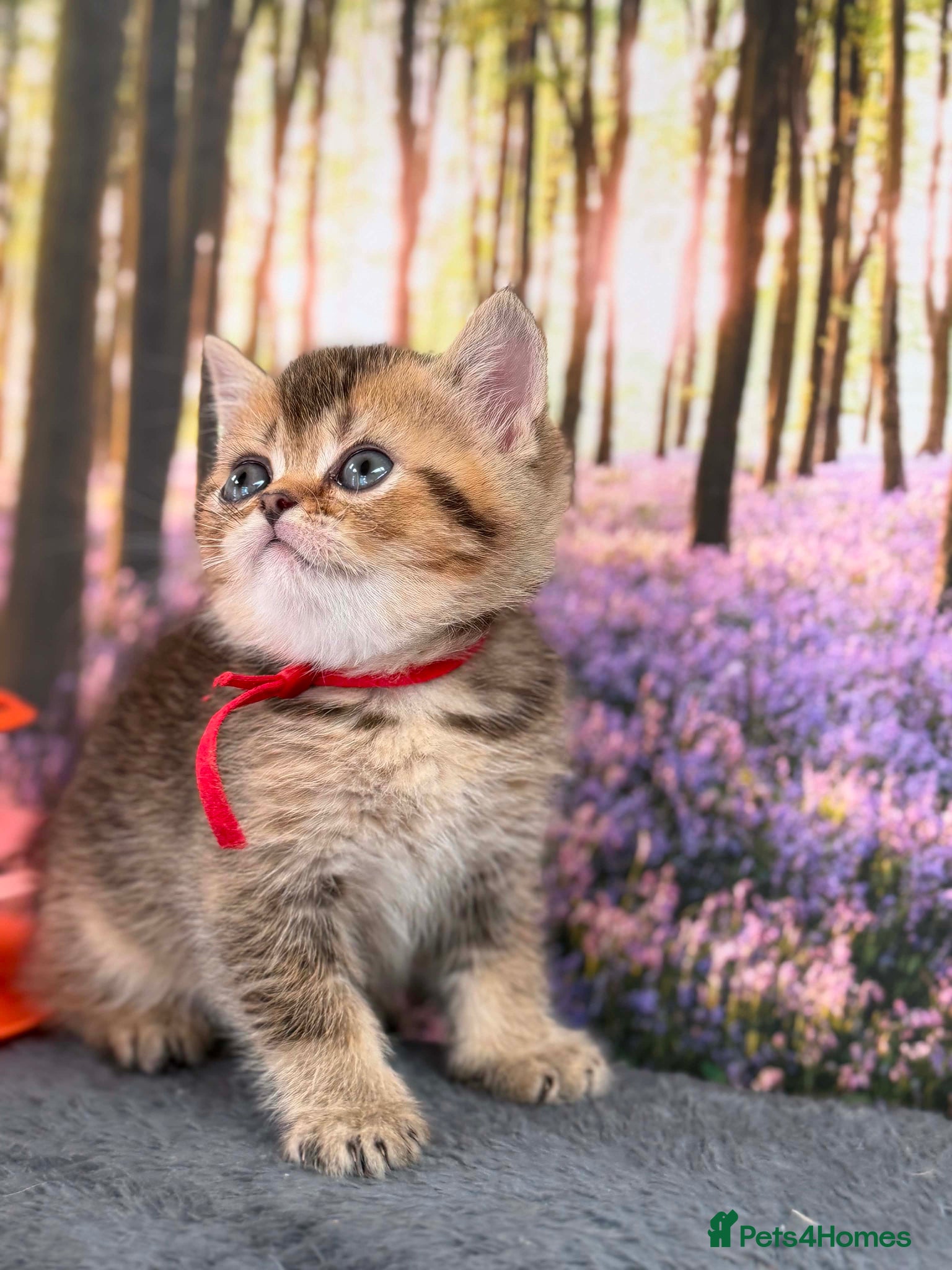 British Shorthair cats ✨TICA REGISTERED BRITISH SHORTHAIR KITTENS✨ - Advert 9