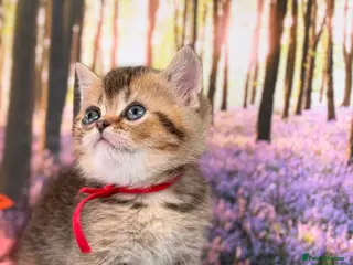 British Shorthair cats ✨TICA REGISTERED BRITISH SHORTHAIR KITTENS✨ - Advert 9