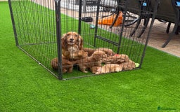 Cockapoo dogs for sale: Cockerpoo Puppies - Image 14