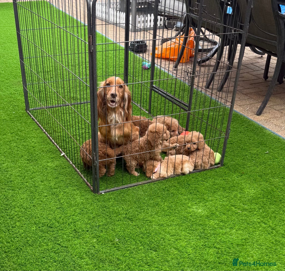 Cockapoo dogs for sale: Cockerpoo Puppies - Image 14