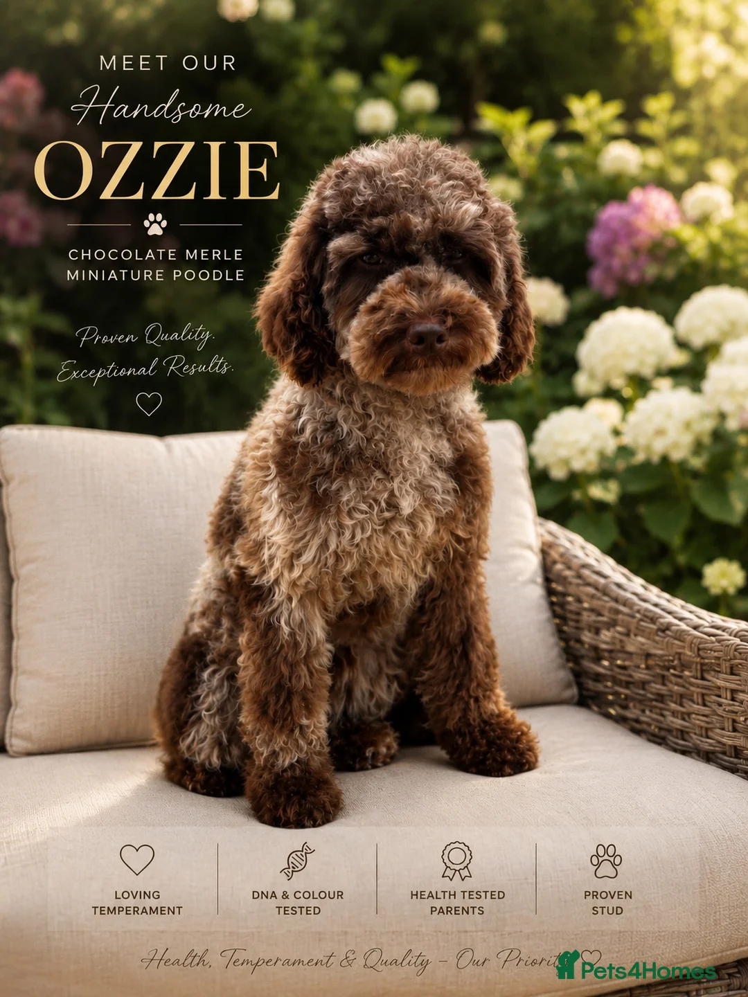 Miniature Poodle dogs for stud: 🐩 OZZIE–CHOCOLATE MERLE MINIATURE POODLE STUD 🐩 in Rickmansworth - Advert 1