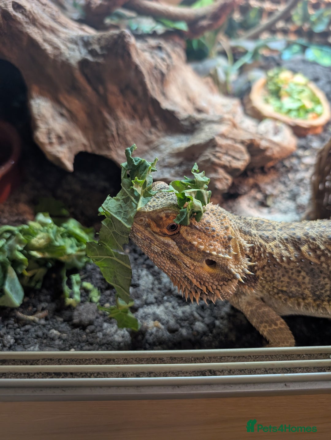Bearded Dragon reptiles for sale: Dash the magic dragon up for adoption - Image 7