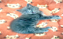 Ragdoll cats for sale: Ragdoll Kittens  - Image 4
