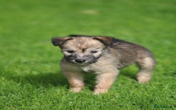 Lurcher dogs for sale: Rough coated lurcher puppies  - Image 1