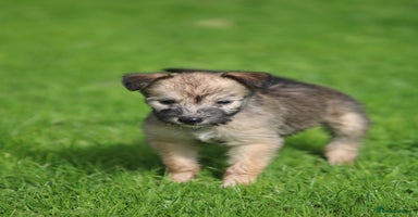 Lurcher dogs - Advert 6