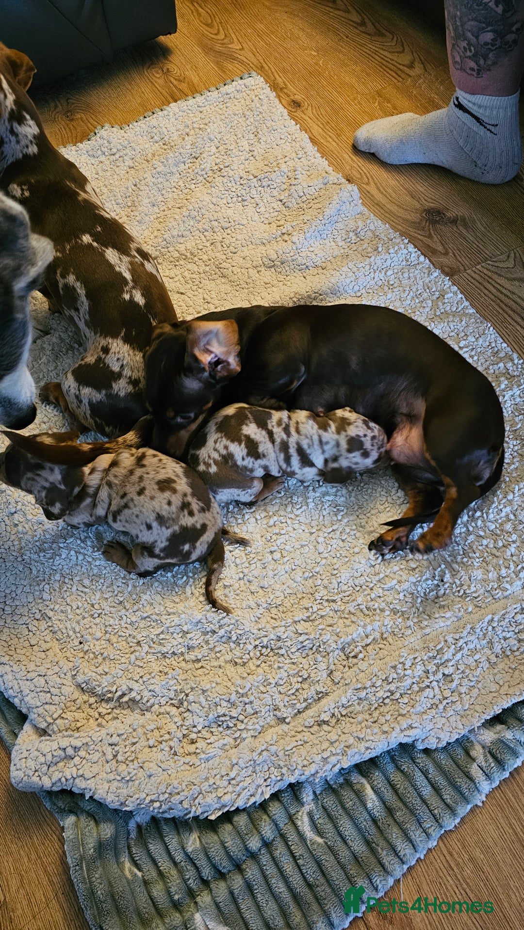 Miniature Dachshund dogs for sale: Two Beautiful Boys - Advert 12