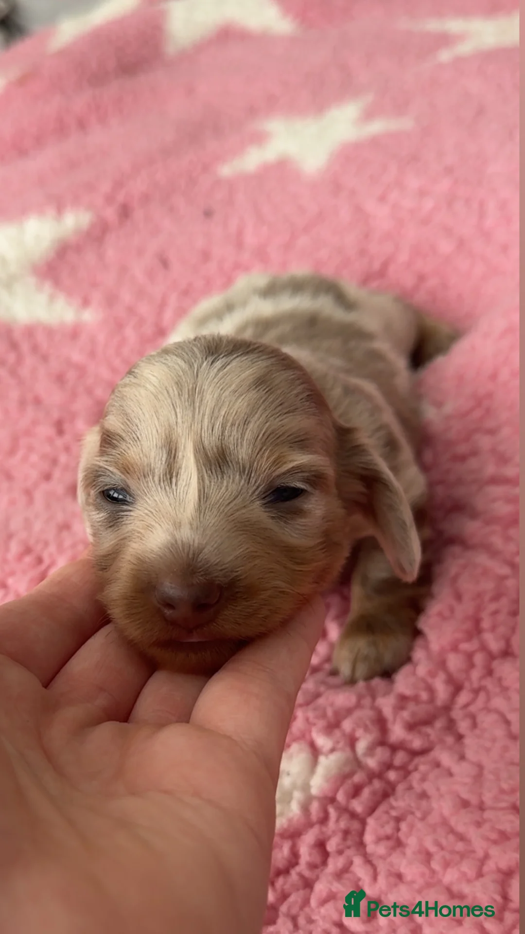 Dachshund dogs for sale: 3 long haired sausage dogs females available  - Advert 5
