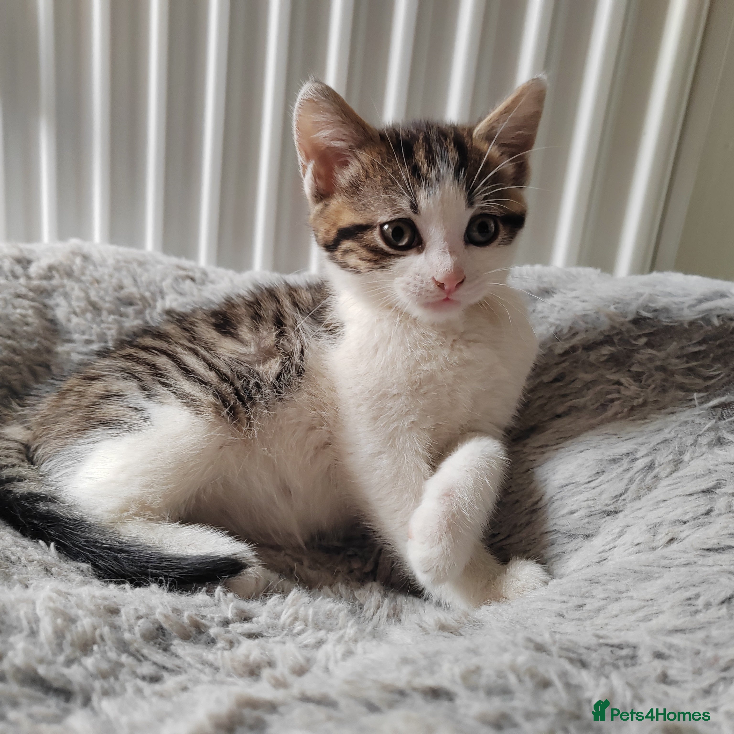 Mixed Breed cats for sale: Gorgeous kittens  - Advert 1