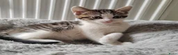 Mixed Breed cats for sale: Gorgeous kittens  - Advert 1