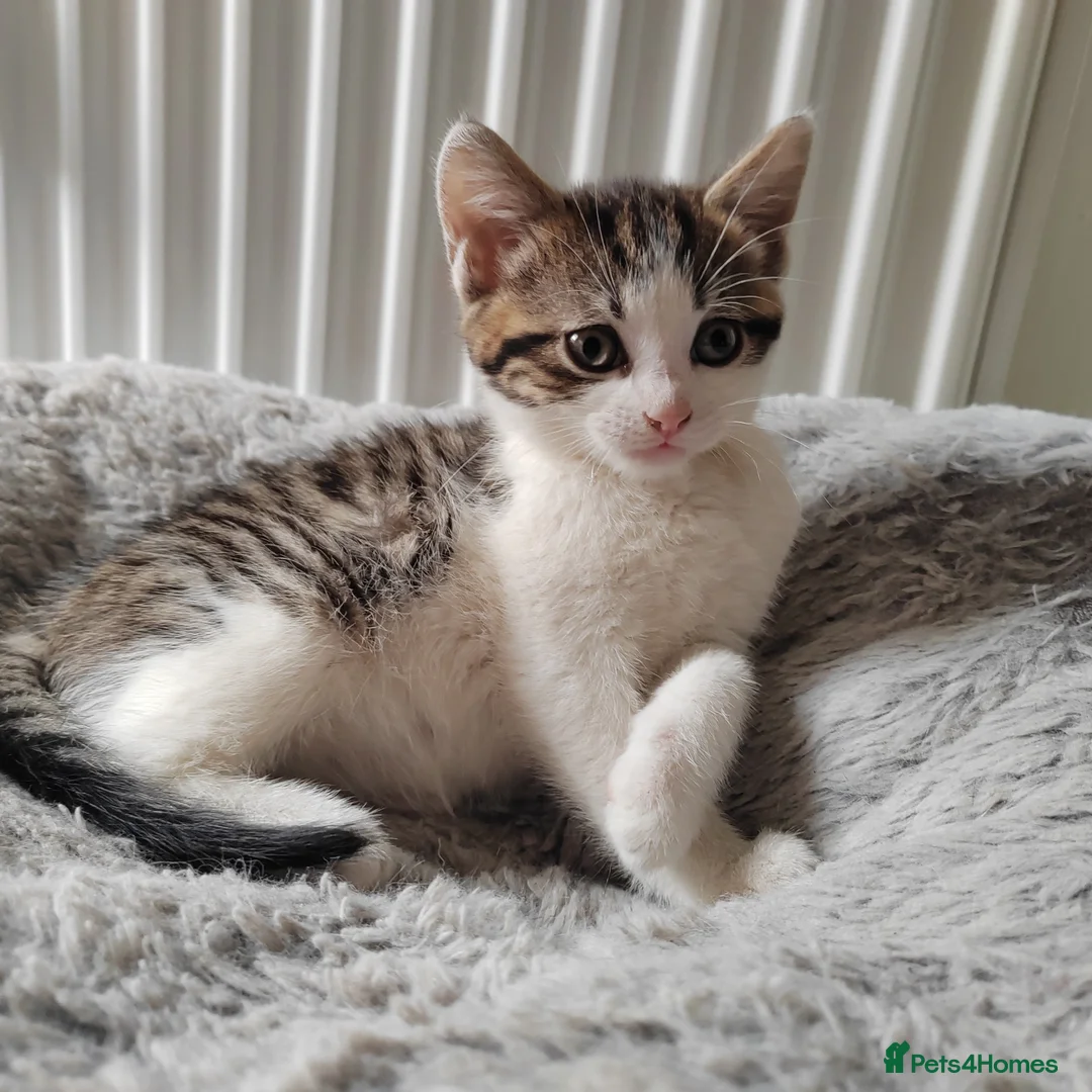 Mixed Breed cats for sale: Gorgeous kittens  - Advert 1