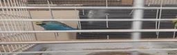 Budgerigars birds for sale: Pair of beautiful budgies for sale  in Nottingham - Advert 3