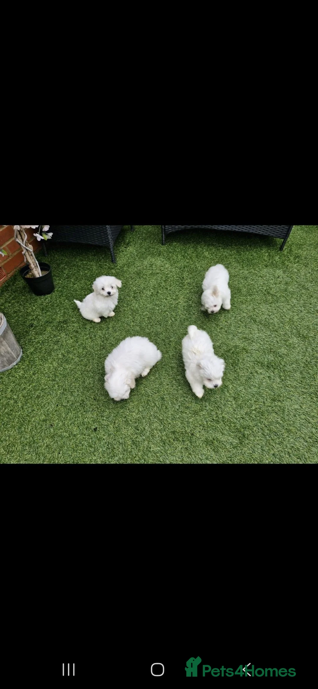 Maltese dogs for sale: Maltese puppies - Advert 9