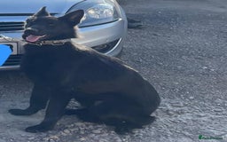 German Shepherd dogs for sale: Jack  - Image 1