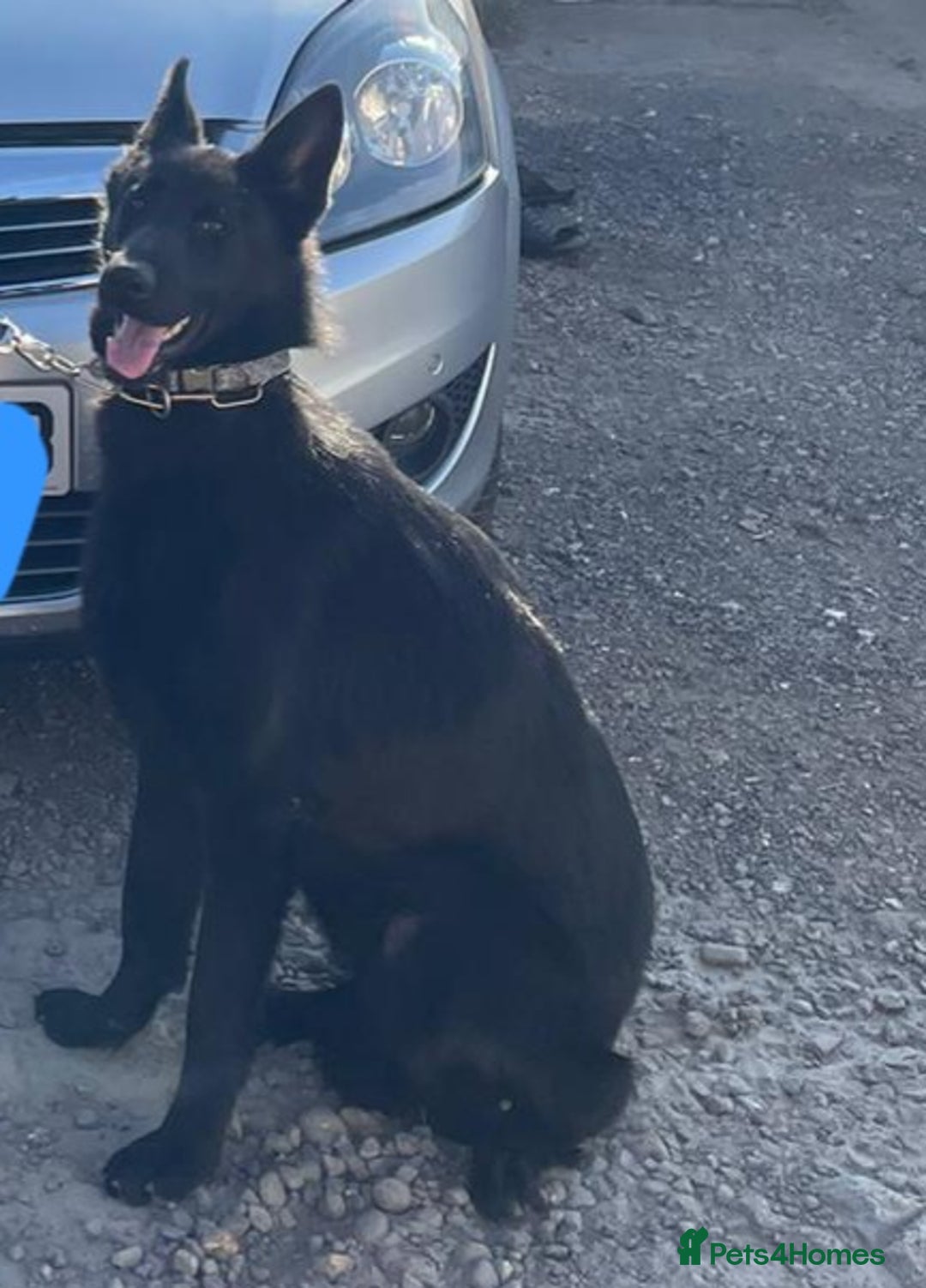 German Shepherd dogs for sale: Jack  - Image 1